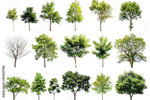 isolated trees collection on white background tree objects for graphic design © Lucija