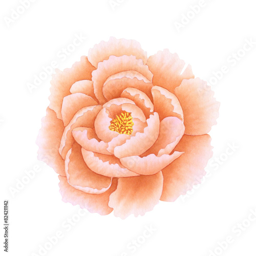 Peony flower bud in orange, coral, peach fuzz color isolated on white background. Hand drawn watercolor botanical illustration. For design, cards, invitations, congratulations, packaging, print