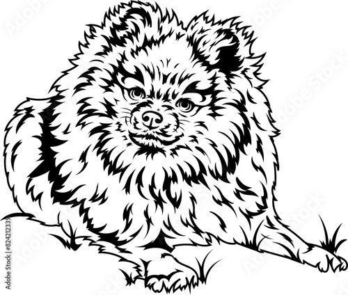 spitz dog