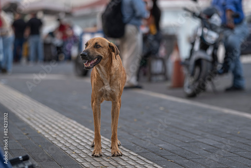 Portrait of a stray friendly dog on a city center street looking for food.
