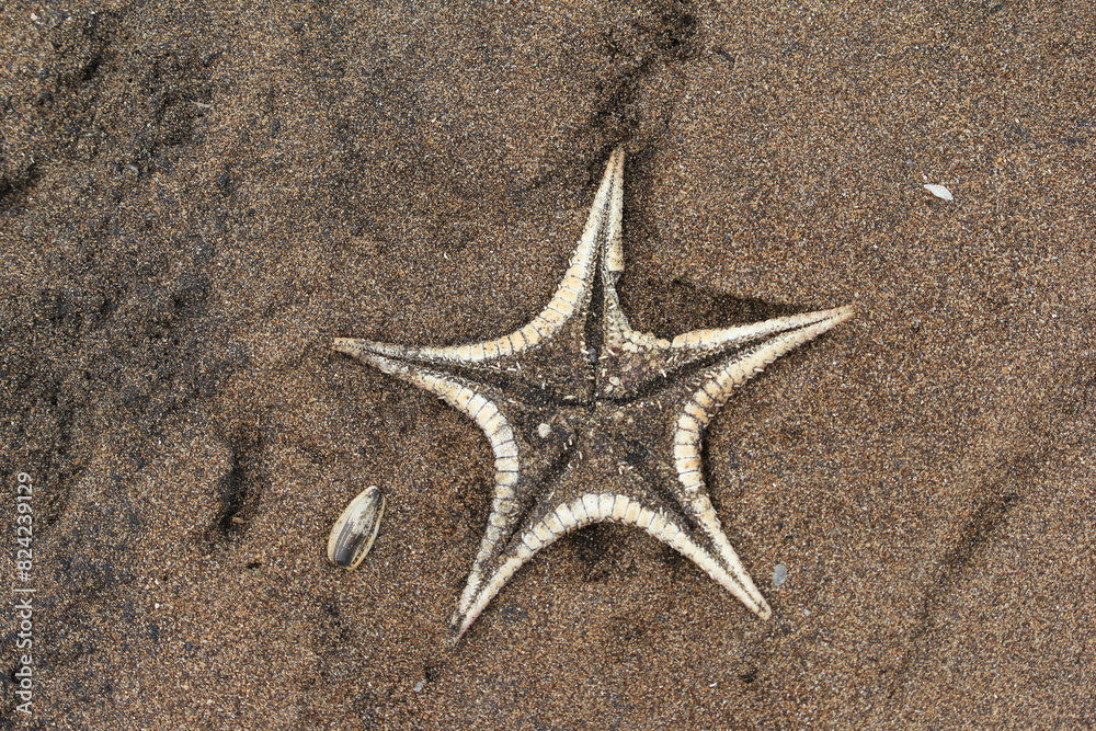 Dead and dried-up starfish, or Asteroidea, washed up in the sand on the beach. Dead and dried-up starfish, or Asteroidea, washed up in the sand on the beach.