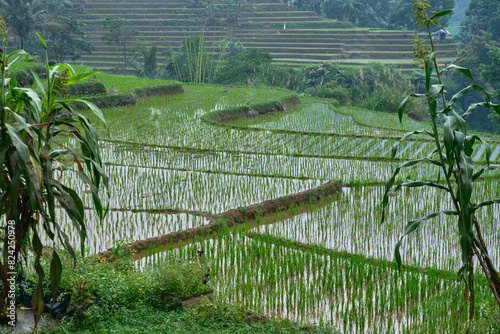 Agrarian Artistry: Beautiful Terraced Rice Fields in Rural Areas