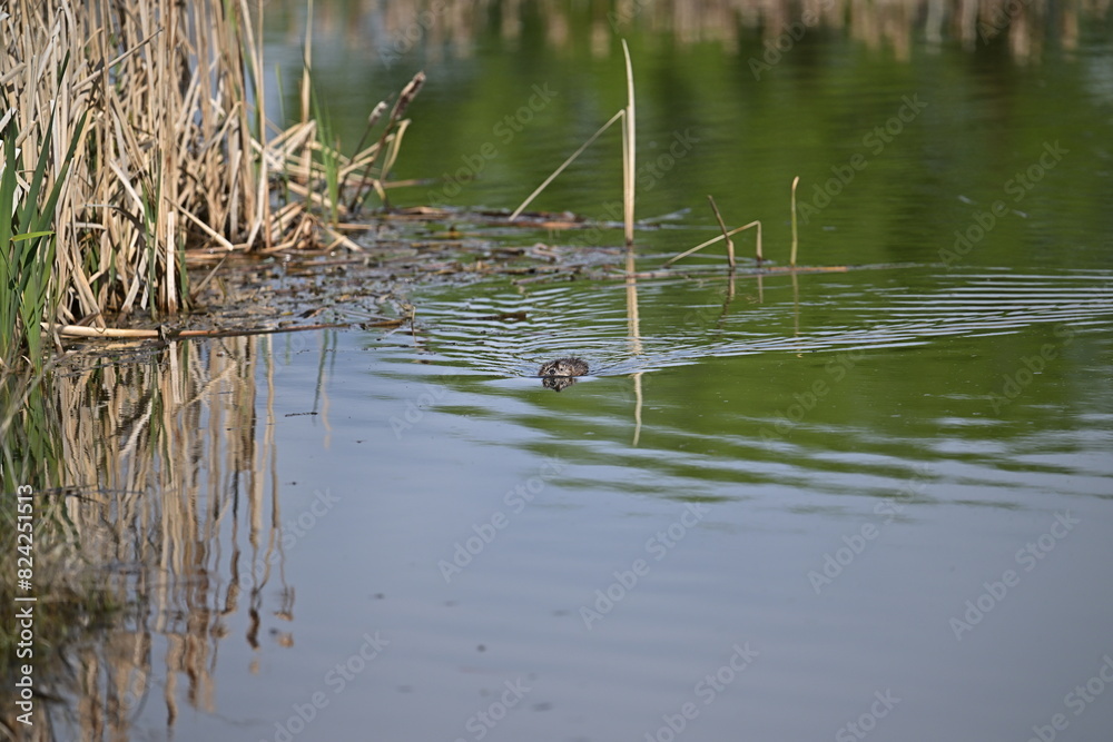 Muskrat in the Pond, Spring Muskrat in the Pond, Spring