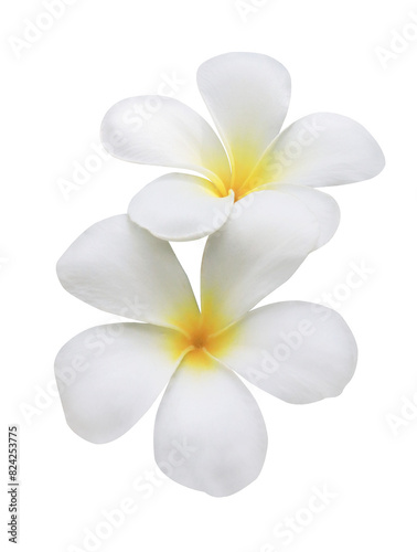  Plumeria or Frangipani or Temple tree flower. Close up white-yellow plumeria flowers bouquet isolated on transparent background.