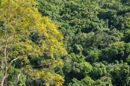 Discover serenity amidst lush rainforest of Barron Gorge  Cairns. Nature s splendor unfolds on tranquil bushwalks.