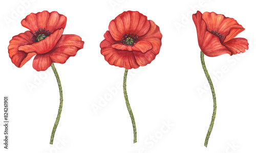 Red poppy flowers banner set. Memorial Day in USA, Anzac Day in Australia. Remember and honor. Meadow wild blossom, field blooming. Hand drawn watercolor illustration isolated background.