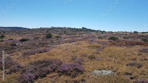 Paysages des landes d'altitude du mont Lozère