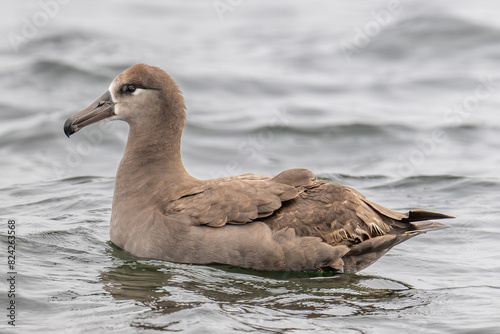 Black-footed Albatross