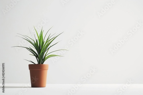 minimalist still life single potted plant on white canvas background highkey photography photo