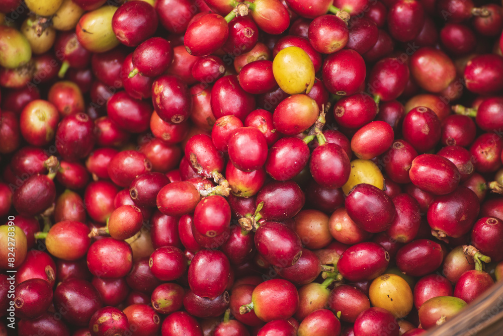 Red seed coffee bean green leaf robusta arabica berries ripe harvest for coffee farm garden. Fresh coffee bean berry plant tree. Close up fresh red bean seed coffee tree growth in green organic farm Red seed coffee bean green leaf robusta arabica berries ripe harvest for coffee farm garden. Fresh coffee bean berry plant tree. Close up fresh red bean seed coffee tree growth in green organic farm