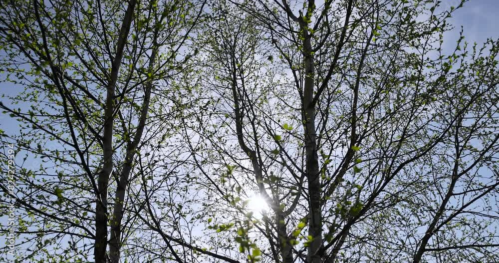 birch tree with green foliage in windy weather, beautiful birch tree in sunny weather birch tree with green foliage in windy weather, beautiful birch tree in sunny weather