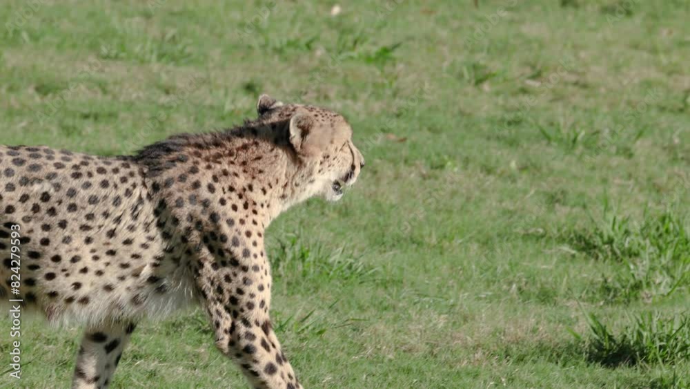 Cheetah Walking in Australia Zoo Cheetah Walking in Australia Zoo