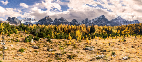 Golden Larches