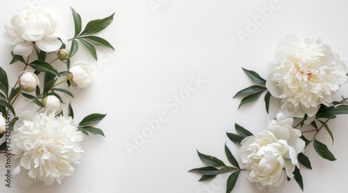 Wallpaper Mural a white peony and olive branch on the right side, on an empty background. Web banner with space to the left in the style of copy space. Torontodigital.ca