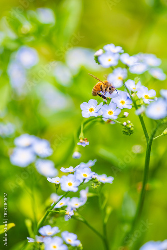 honey bee on forget-me-nots