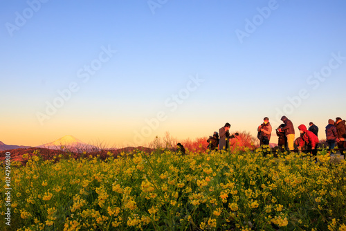                                                                                                                                                                                          2022   1   1             Mt.Fuji  Akafuji   which turns red in the morning glow of the first sunrise  and people gazing at a field of rape blossoms
