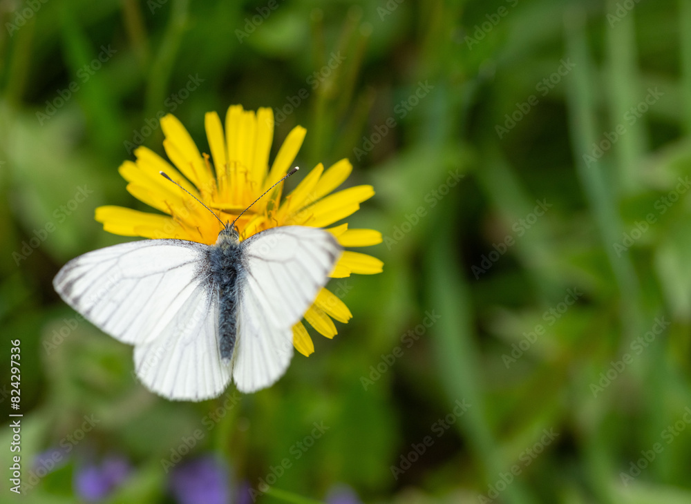 Ein weißer Schmetterling auf einer Löwenzahnblüte Ein weißer Schmetterling auf einer Löwenzahnblüte