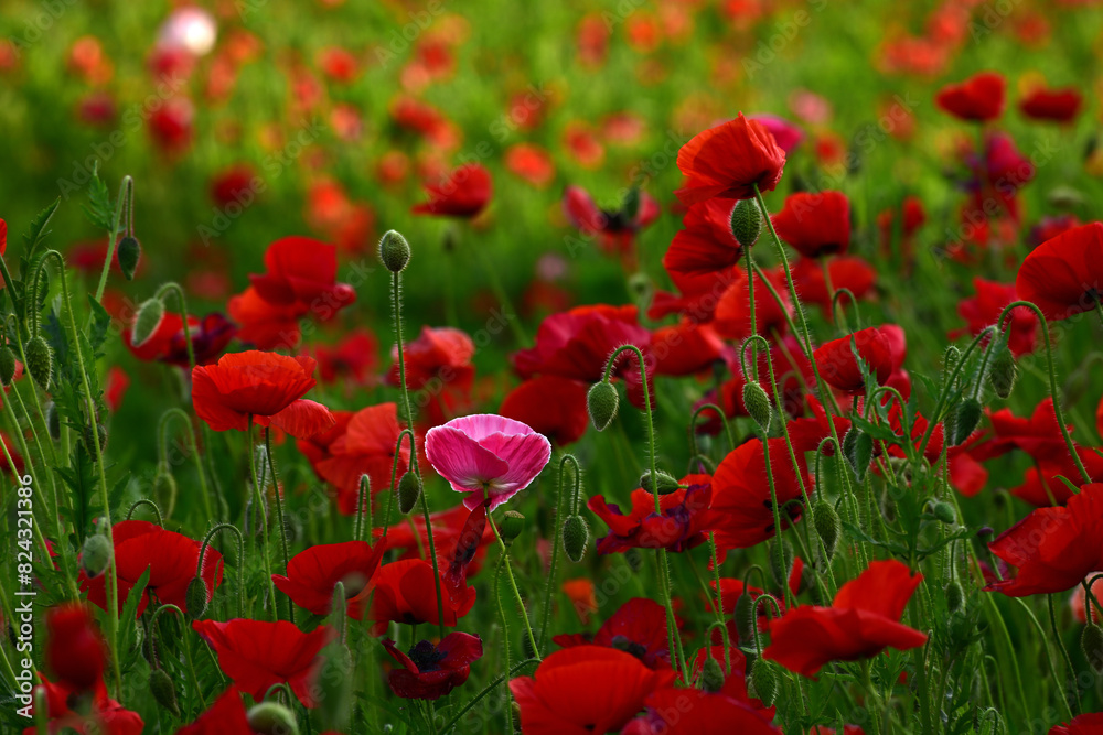 Obraz premium ポピー