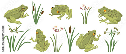 vector drawing set of grass frog and river plants isolated at white background, hand drawn illustration