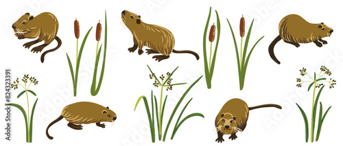 vector drawing nutria, coypu and bulrush, cartoon animals and river plants isolated at white background, hand drawn illustration