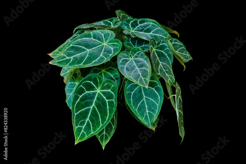 Heart shaped dark pattern green leaves of Anthurium Clarinervium tropical houseplant isolated on black background with clipping path