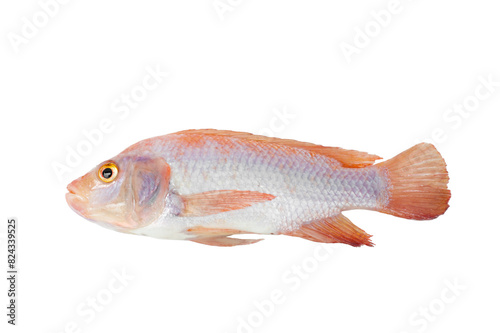 Ruby ​​fish isolated on white background.Freshwater fish looks similar to tilapia. The most popular menu item is steamed fish with lemon.