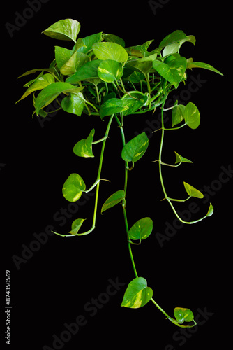 Golden Pothos foliage close-up isolated on black background with clipping path