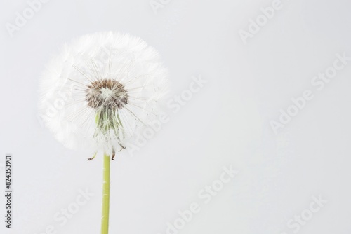 Closeup of Beautiful Blooming Dandelion Flower on White Botanical Background