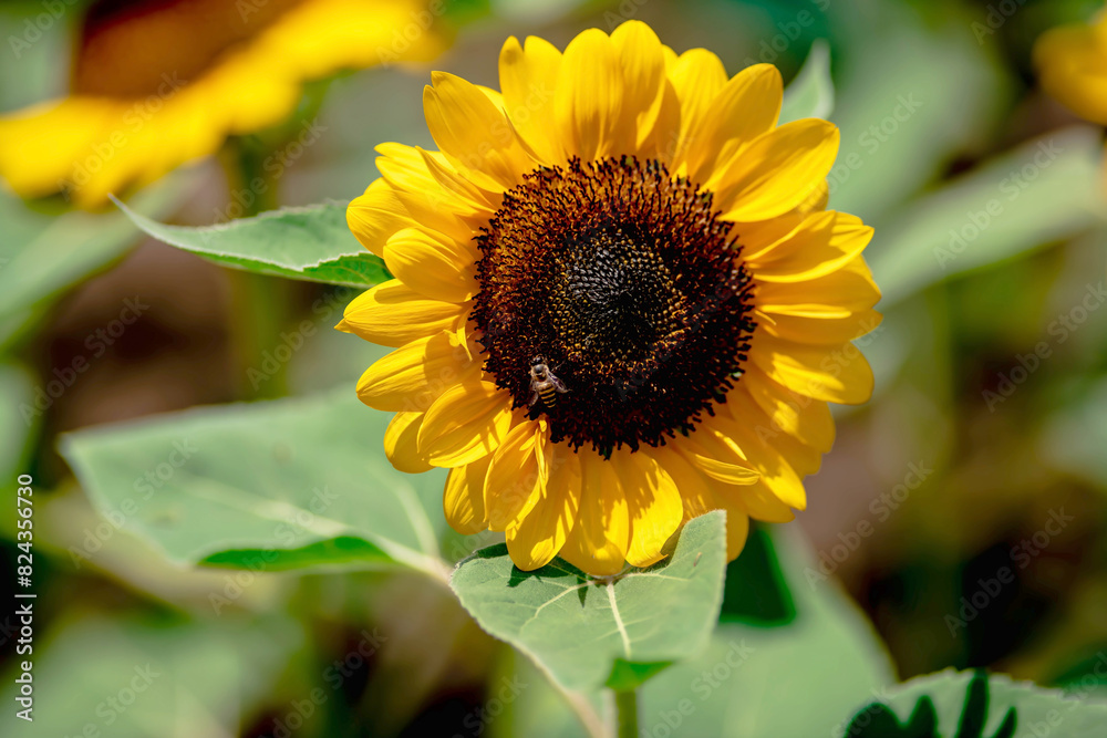 Sunflowers field landscape in group or isolated selective focus with blue background Sunflowers field landscape in group or isolated selective focus with blue background