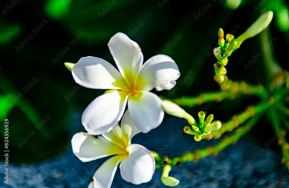 Fototapeta premium White Plumeria on the Plumeria tree or Plumeria flowers with green leaves background