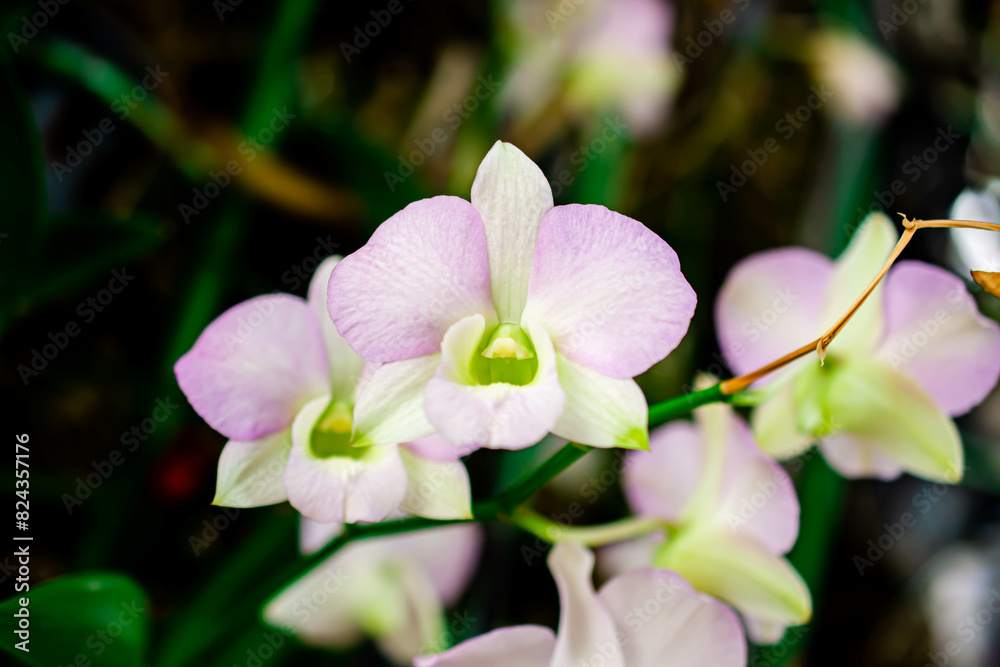 Beautiful Thai Orchid Purple or Lavender on isolated or group with blur or defocus background.