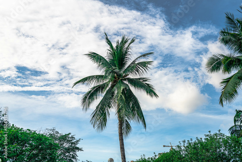 Palm tree against the overcast sky