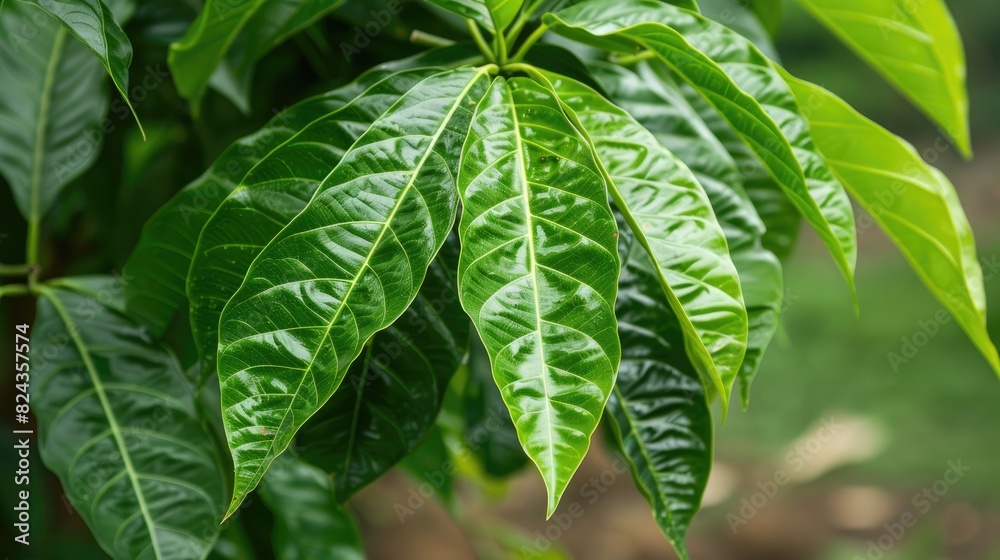 Shiny mango leaves appear tender Shiny mango leaves appear tender