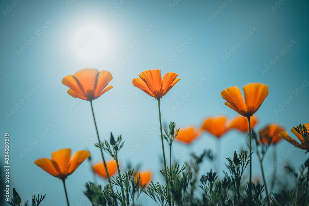 Fototapeta premium 양귀비가 보이는 풍경