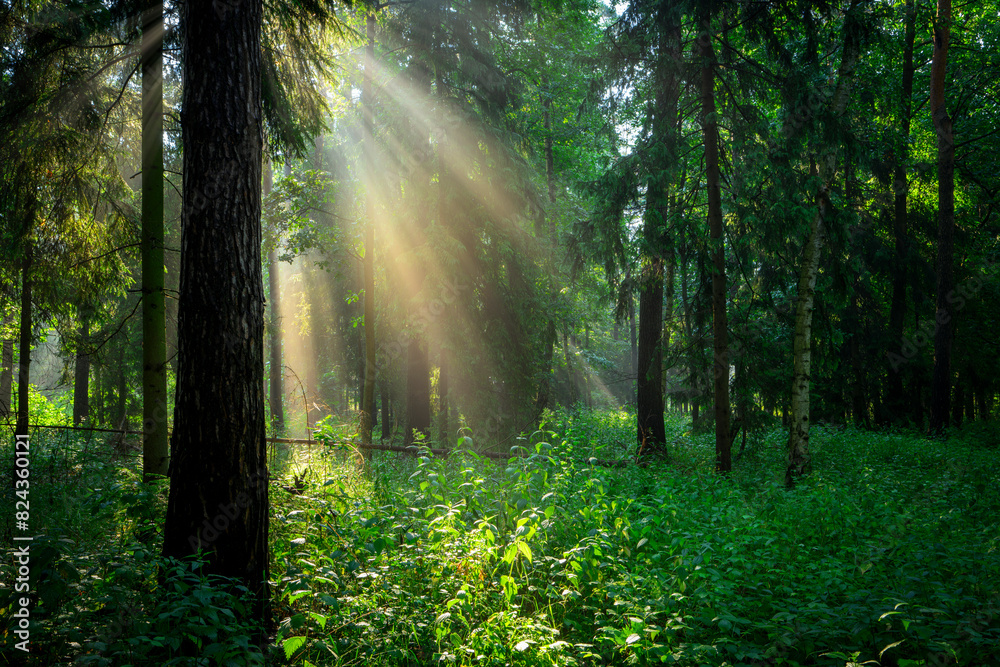 Obraz premium Sunny morning in the forest