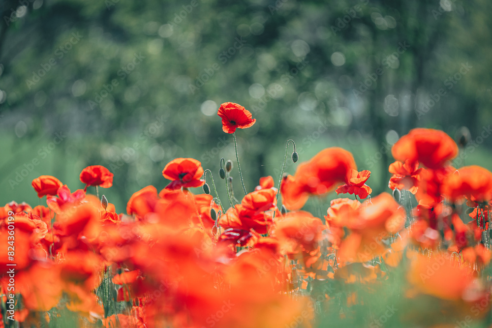 Obraz premium 양귀비가 보이는 풍경