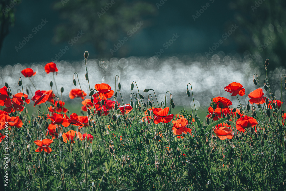 Obraz premium 양귀비가 보이는 풍경