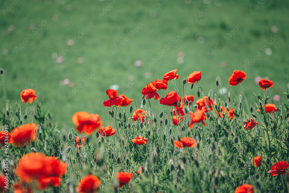 Fototapeta premium 양귀비가 보이는 풍경