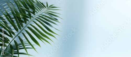 palm leaves on light blue wall