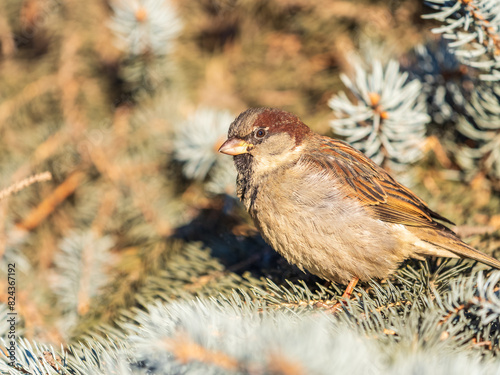 Sparrow sits on a fir branch in the sunset light. photo