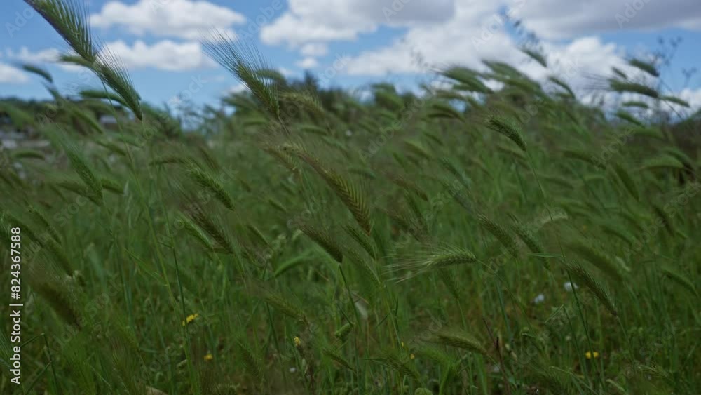 A lush green field of hordeum murinum bathed in sunlight with a beautiful backdrop of a clear blue sky and fluffy white clouds in puglia, southern italy.