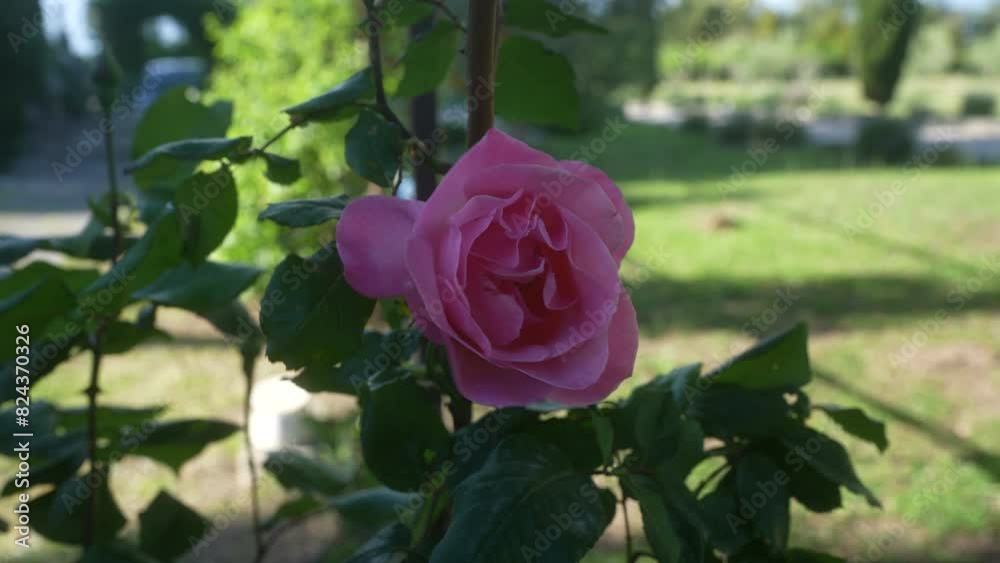 A vibrant pink rosa gallica flower blooms outdoors in a sunny garden in puglia, italy. A vibrant pink rosa gallica flower blooms outdoors in a sunny garden in puglia, italy.