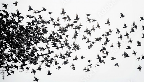 A flock of birds flies in perfect unison, creating a mesmerizing and symmetrical natural backdrop for text overlay. © Lal
