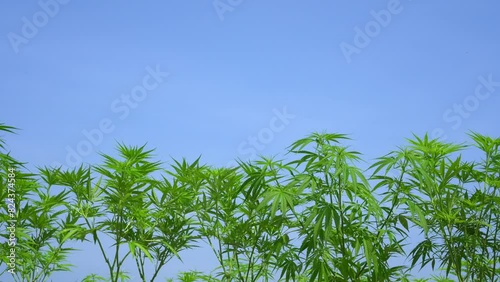 Cannabis Marijuana farm outdoor medical economic plant cultivation 4k