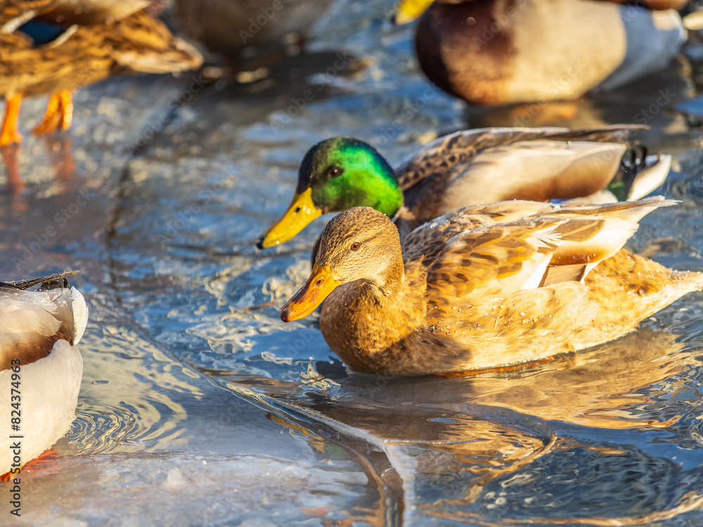 Obraz premium Flock of ducks playing and floating on winter ice frozen city park pond. Birds in winter gulls, ducks swim in a partly frozen lake