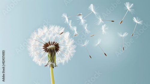 Photorealistic image of a dandelion seed head releasing its seeds into the wind  with the seeds floating away in different directions 