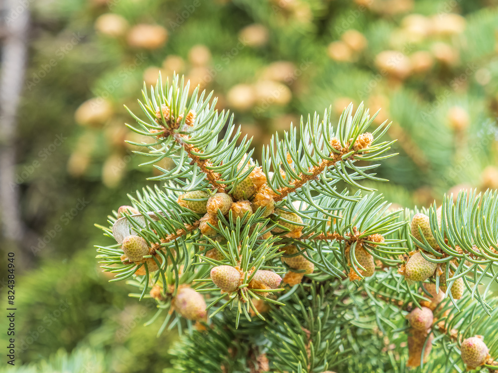 Closeup of fir branches with young buds. Spring nature concept. Fir branches with fresh shoots Closeup of fir branches with young buds. Spring nature concept. Fir branches with fresh shoots