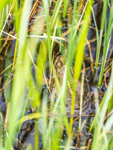 A large green frog sits in the marsh. © Dmitrii Potashkin