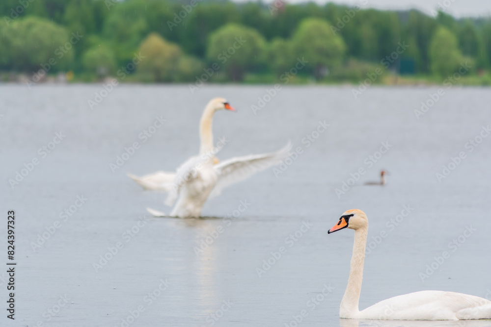 Fototapeta premium Two Graceful white Swans swimming in the lake, swans in the wild