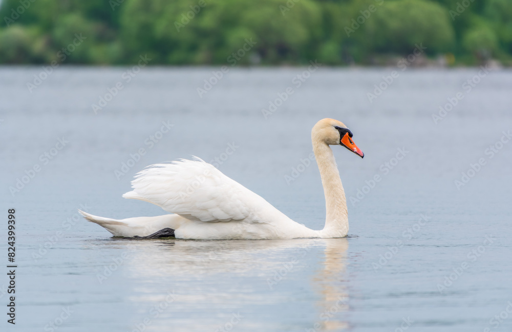 Fototapeta premium Graceful white Swan swimming in the lake, swans in the wild. Portrait of a white swan swimming on a lake.